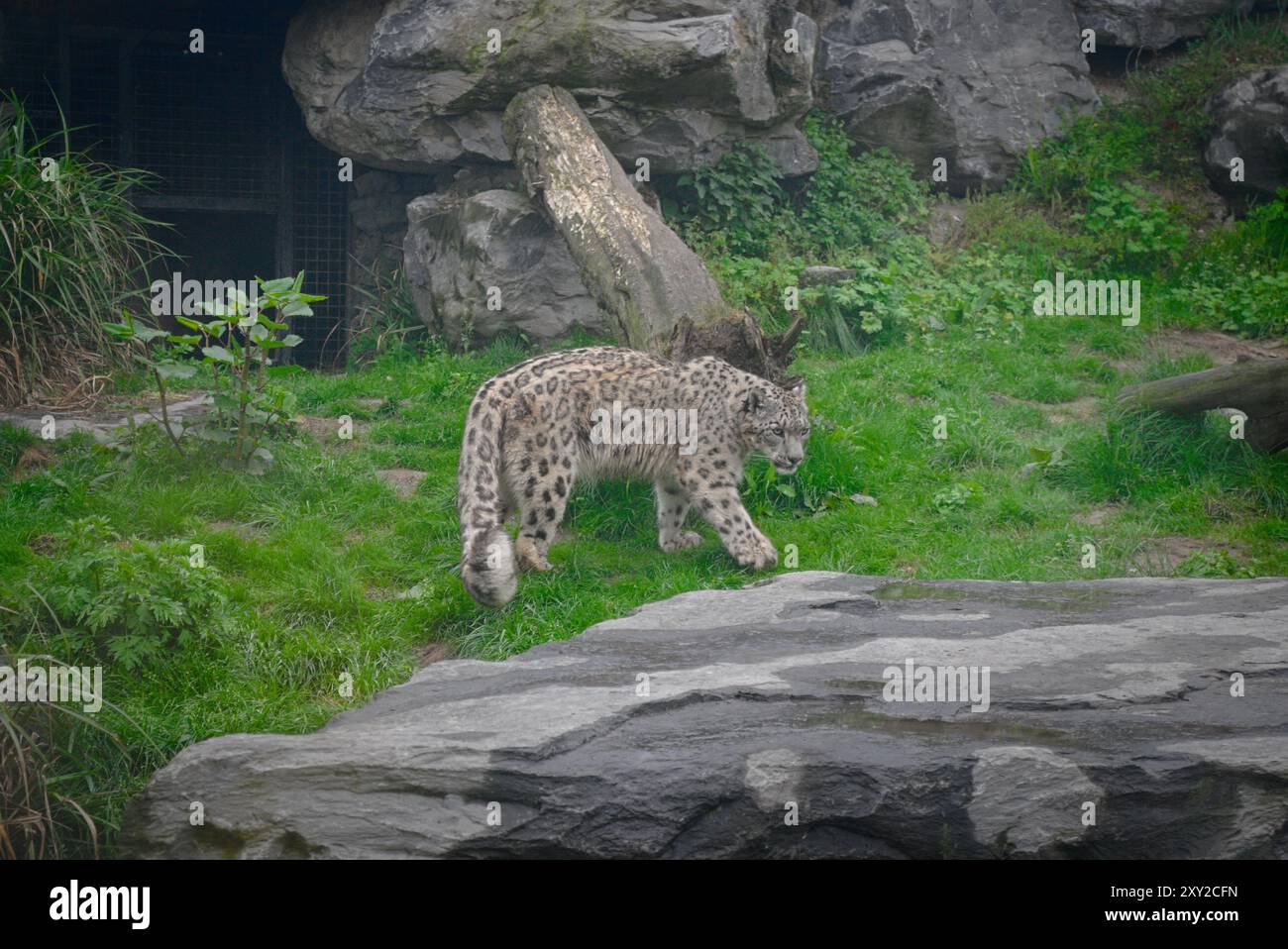 Maestoso Leopardo delle nevi: Uno splendido ritratto dell'eleganza della natura Foto Stock