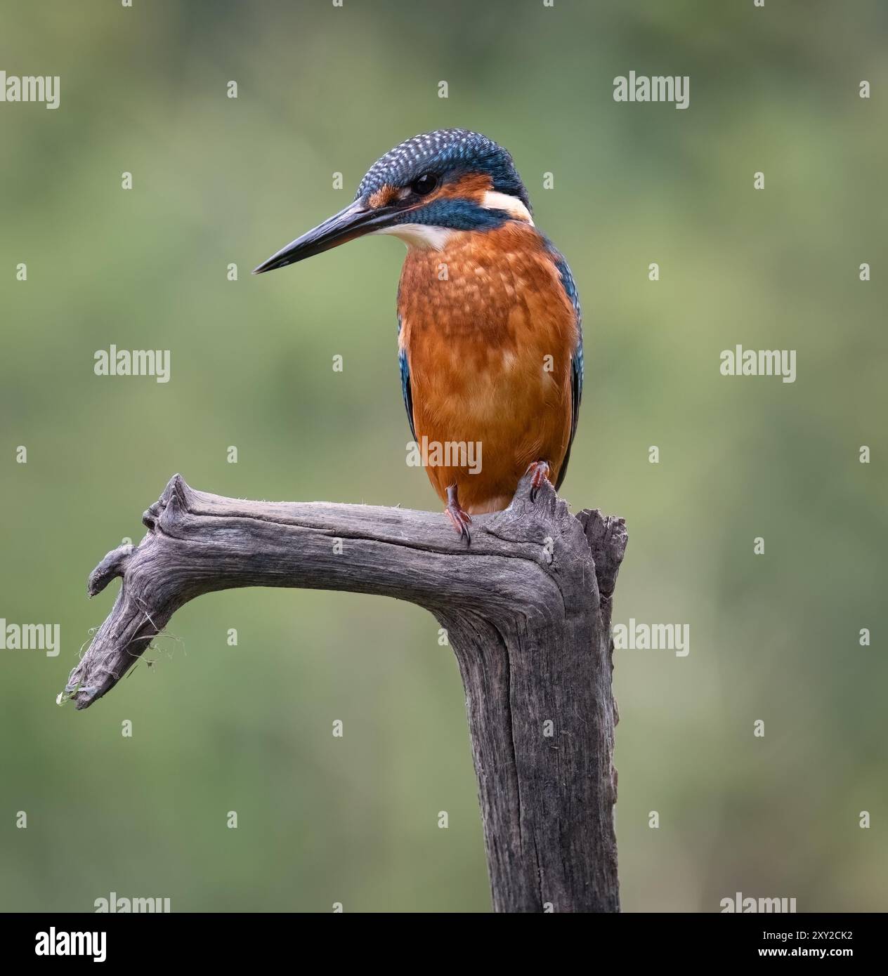 Kingfisher europeo di pattuglia nel suo territorio Foto Stock