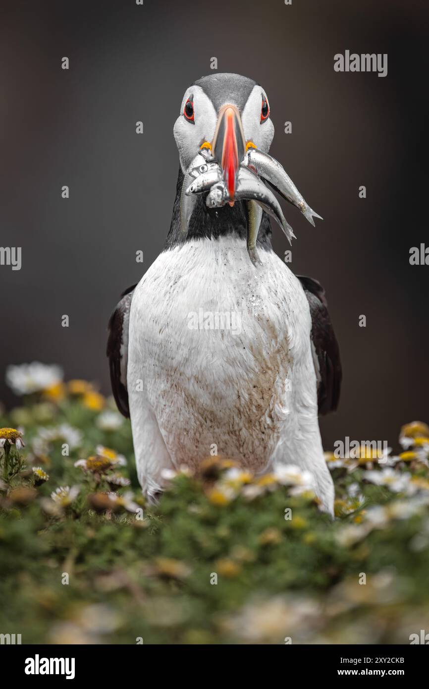 Le pulcinelle di mare tornano a Skomer Island dopo che l'influenza aviaria distrugge le colonie intorno alla costa del Regno Unito Foto Stock