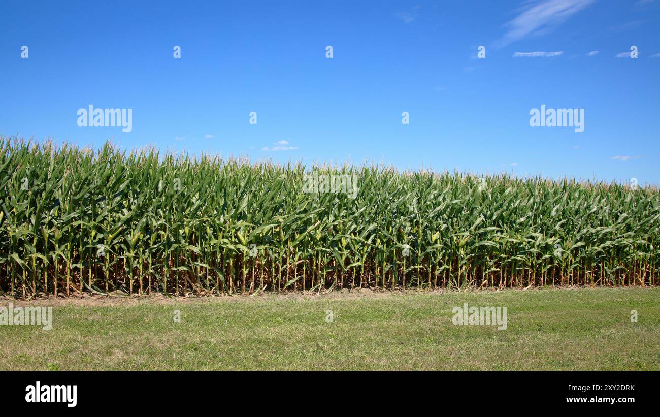 Bordo di un campo di mais verde maturo con nappine e cofanetti di granoturco consistenti con seta asciutta. Foto Stock