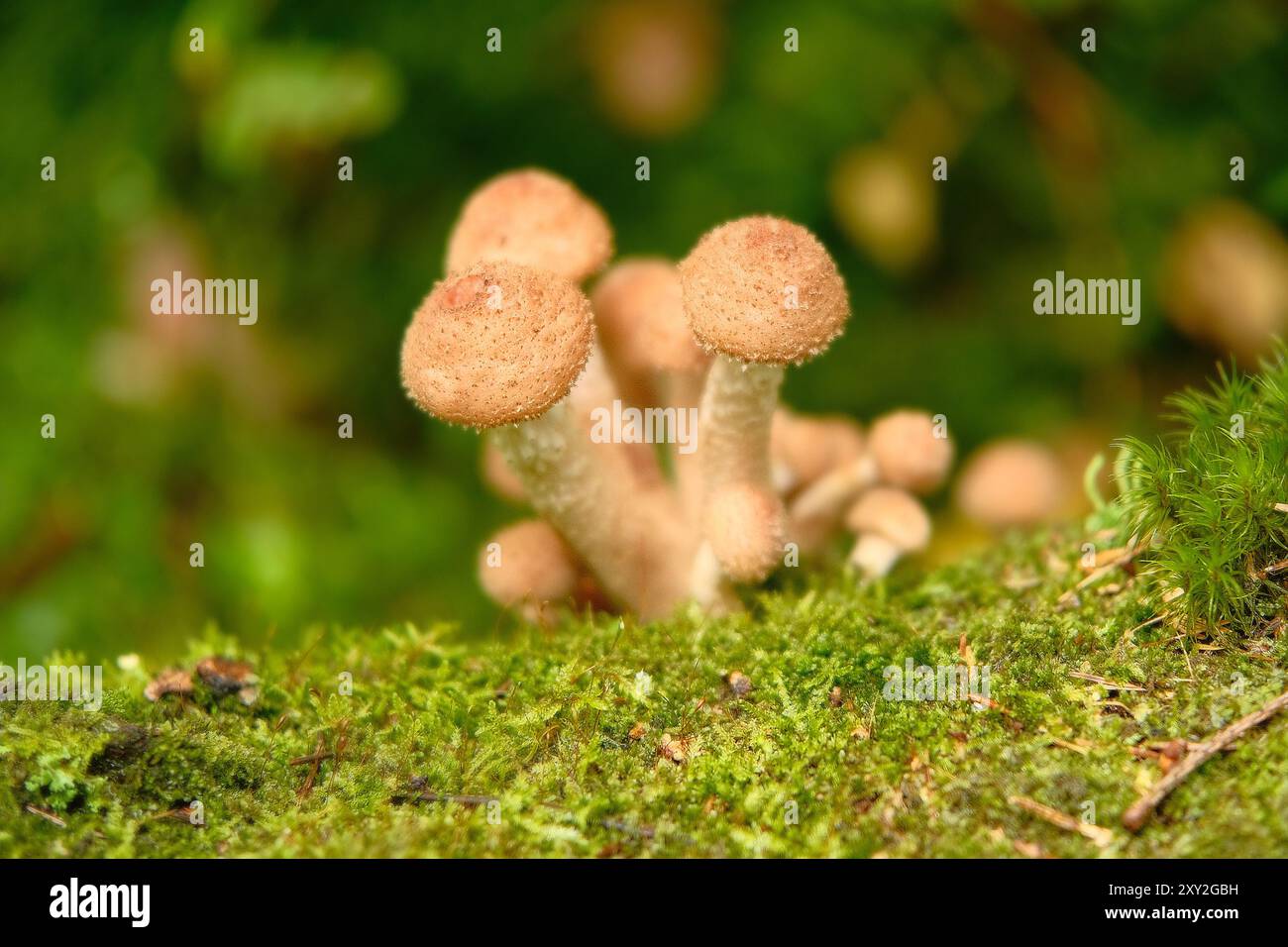Gruppo di funghi agarici di miele crescono sul tronco dell'albero tra il muschio verde nella foresta. Primo piano sui funghi commestibili selvatici. Messa a fuoco selettiva. Foto Stock
