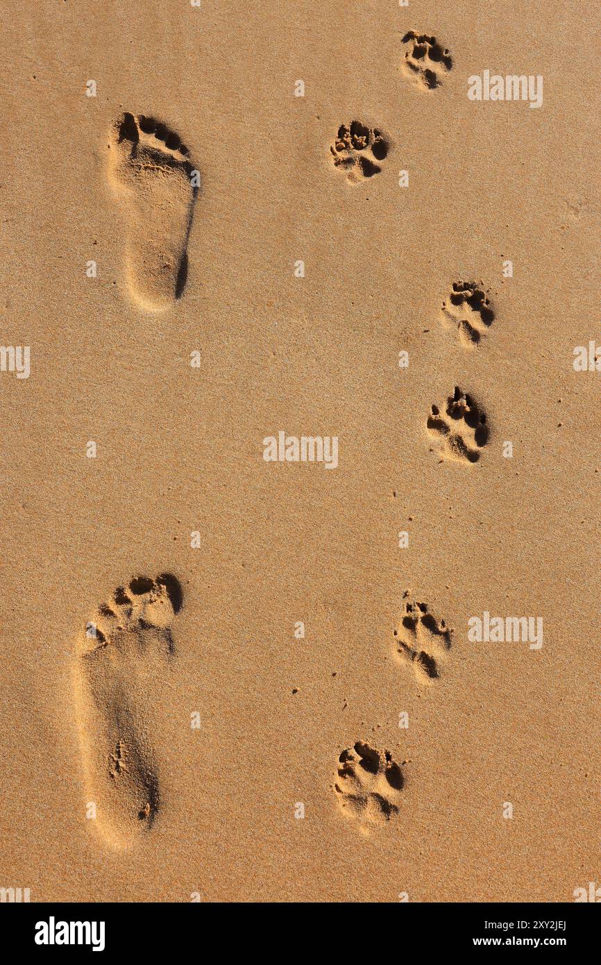 Un uomo e il suo cane. Perfette impronte umane e di cane affiancate su una spiaggia di sabbia dorata bagnata. Immagine concettuale. Foto Stock