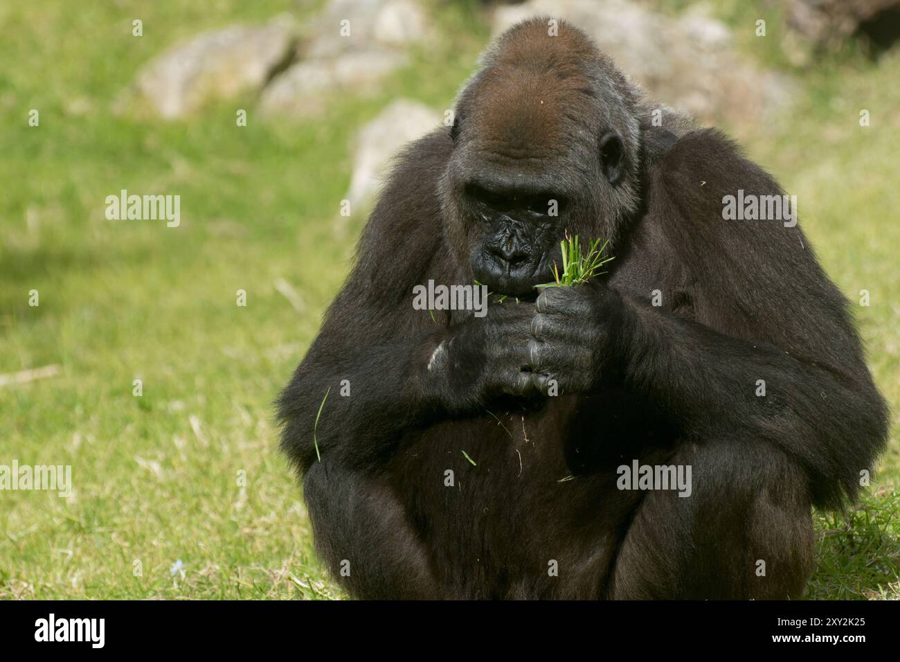 Big Gorilla che mangia erba allo zoo di Lisbona Foto Stock