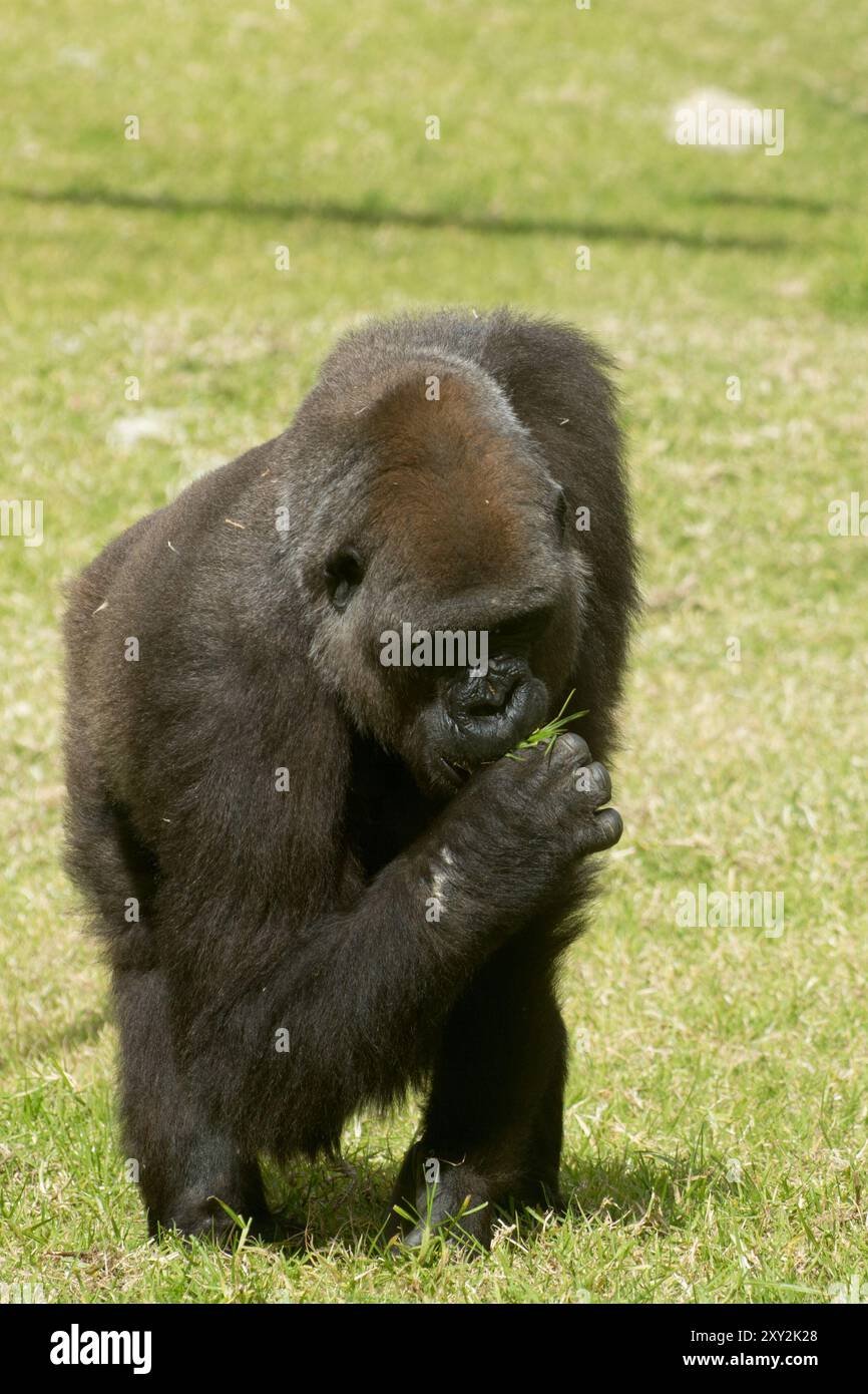 Big Gorilla che mangia erba allo zoo di Lisbona Foto Stock