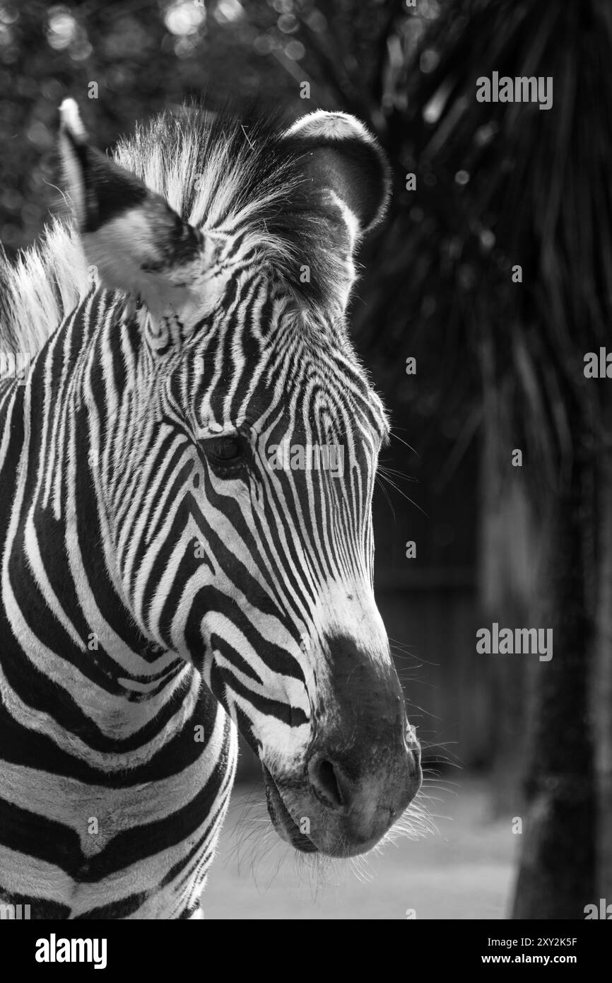 Zebra nello zoo, foto in bianco e nero, messa a fuoco selettiva Foto Stock