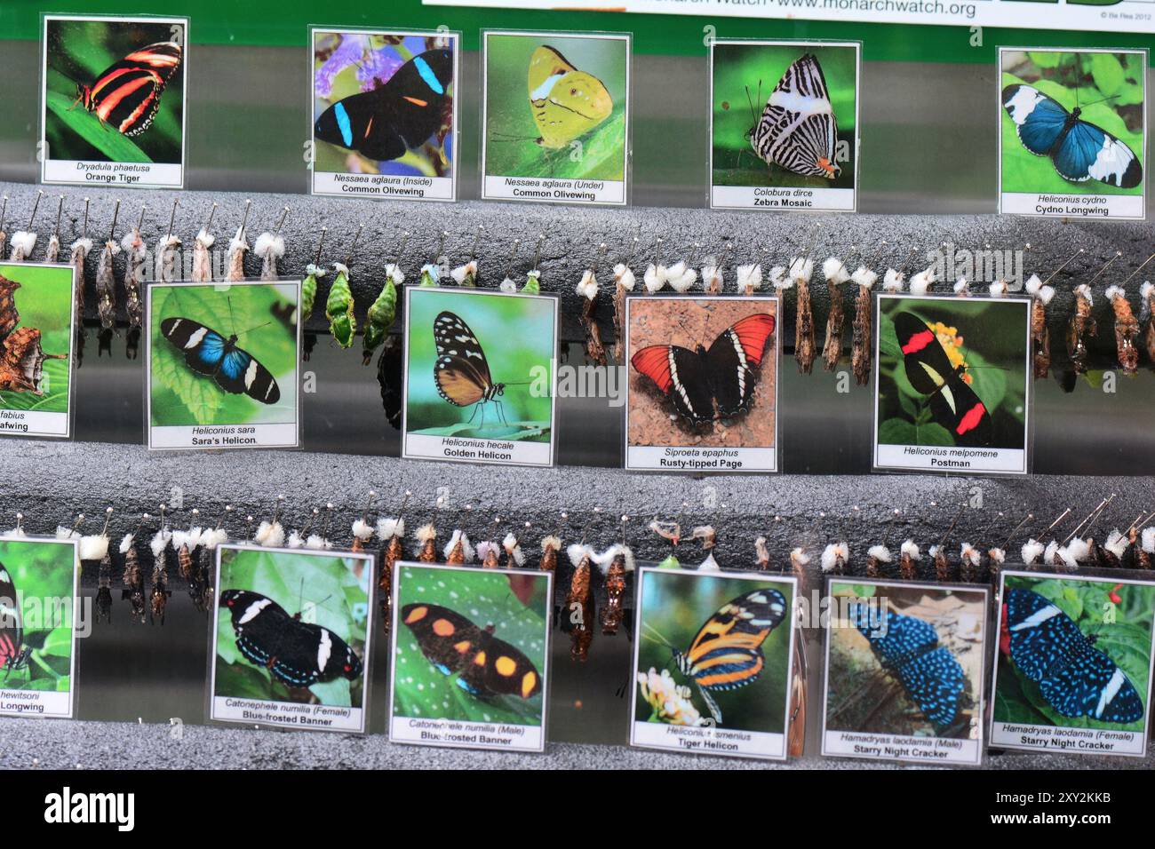 Diversi bozzoli di farfalla nella finestra emergente dei Butterfly Gardens a Victoria BC, Canada Foto Stock