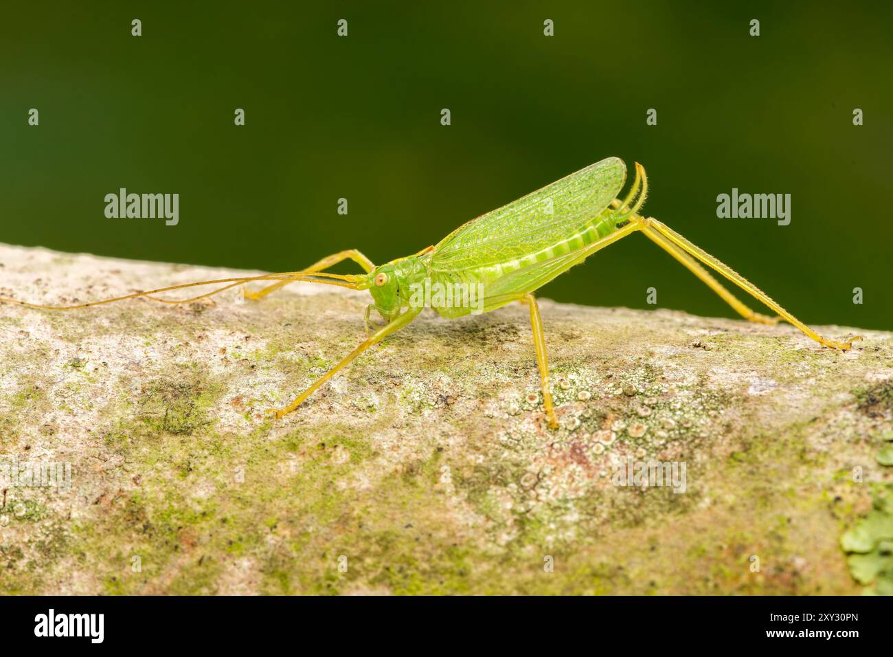 Oak Bush-cricket, Meconema thalassinum, maschio adulto che riposa sul ramo d'albero, Norfolk, Regno Unito, 27 agosto 2024 Foto Stock