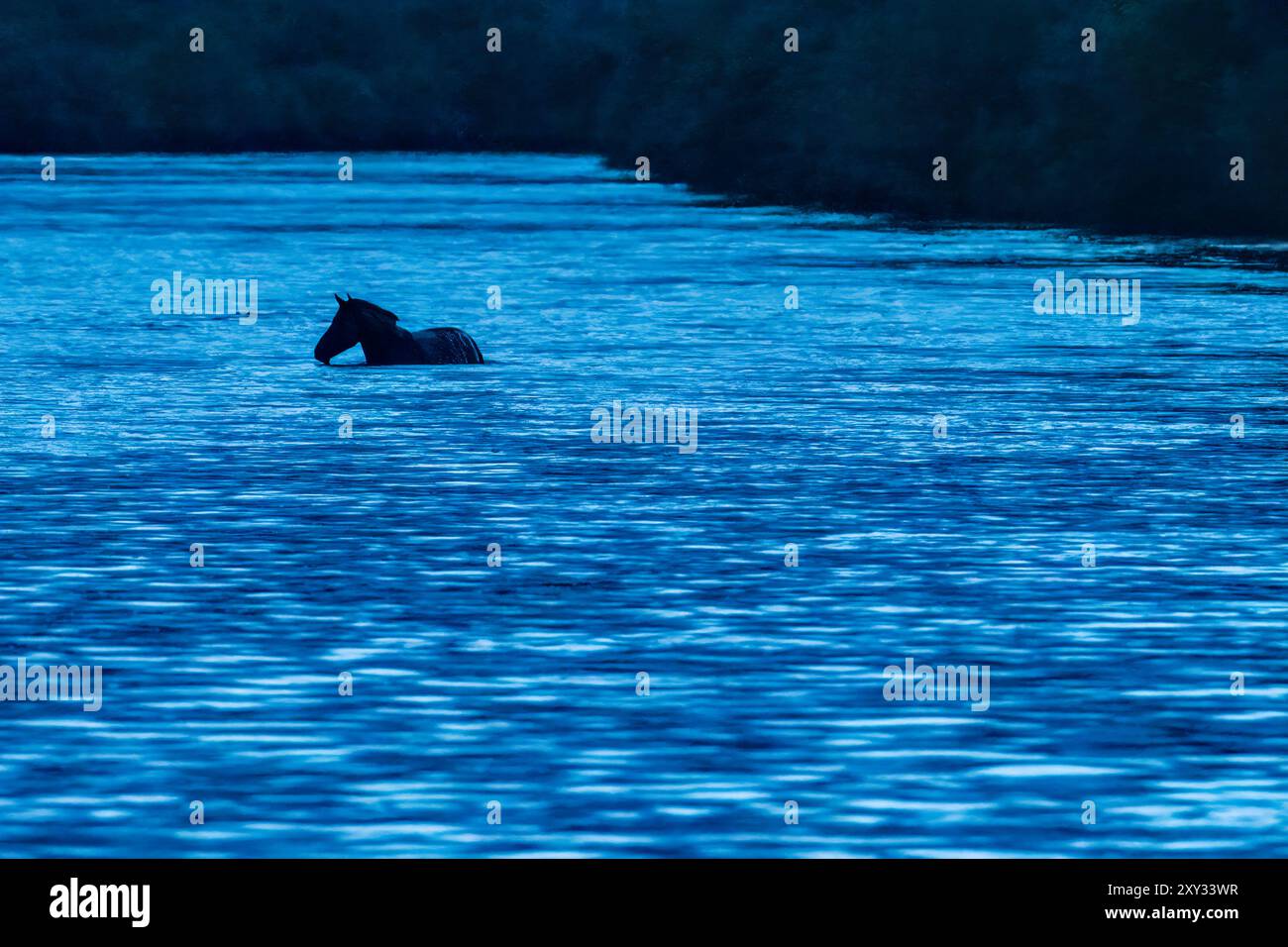 Il piccolo Foal attraversa il fiume nelle prime ore del mattino Foto Stock