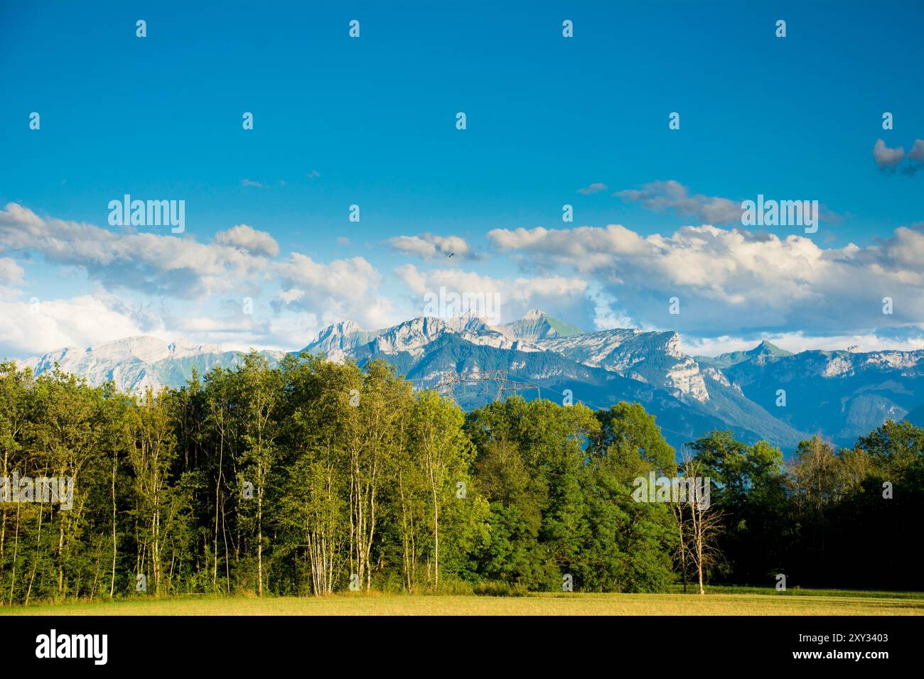 Paesaggio montano con foresta e prato con neve e alberi Foto Stock