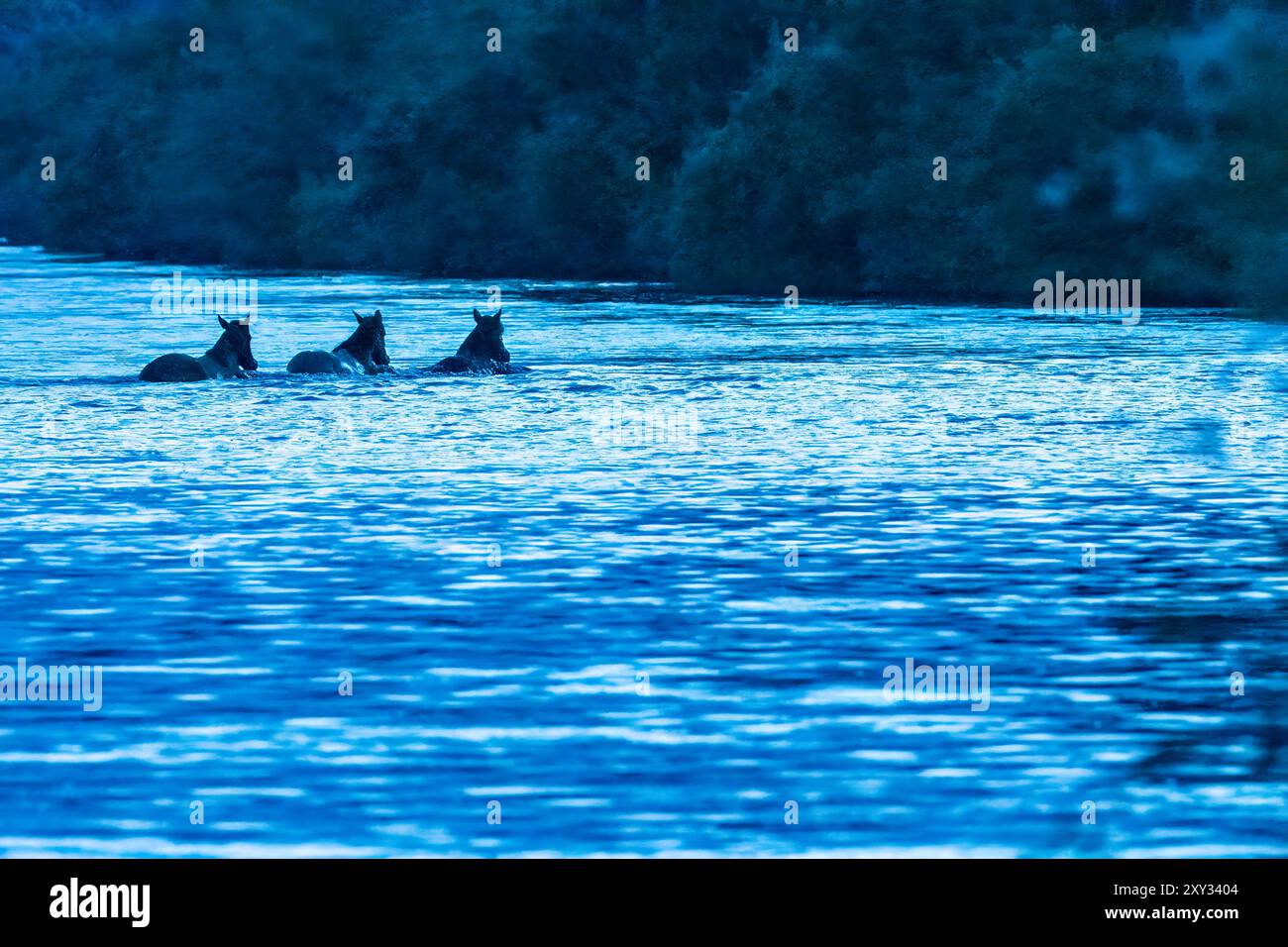 Trio di cavalli selvaggi che attraversano il fiume Foto Stock