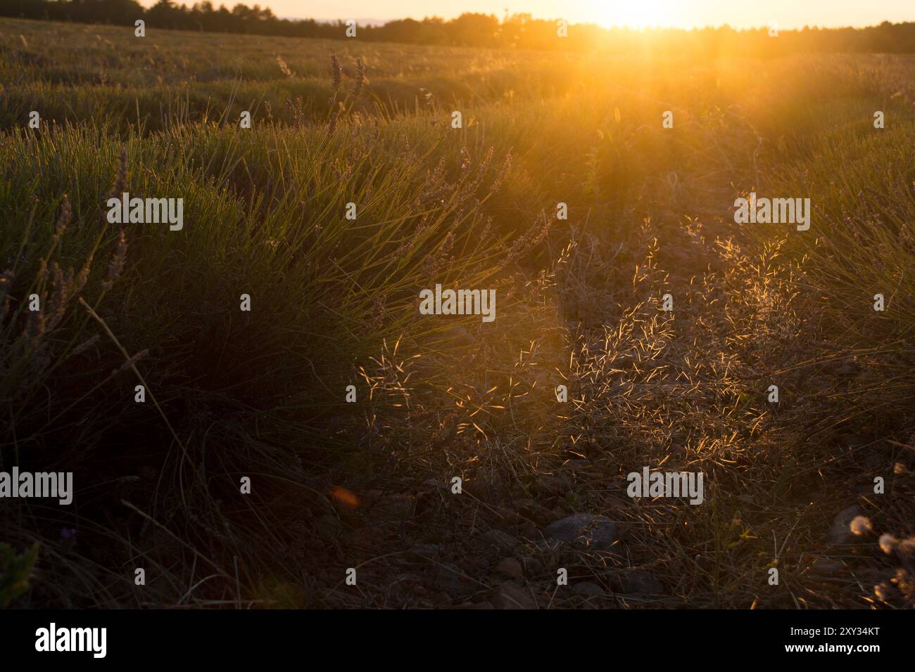 Tramonto in un campo di grano in estate, bassa profondità di campo e farina Foto Stock