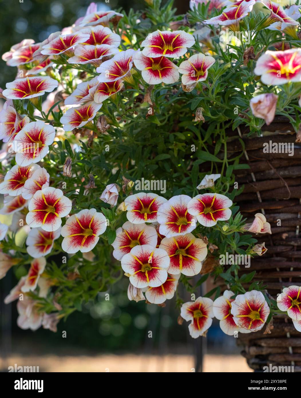 Coloratissimi fiori Calibrachoa Calitastic Cappuccino Million Bells, in un cesto appeso. Fotografato ad agosto al sole di Capel Manor, Enfield, Londra Regno Unito. Foto Stock