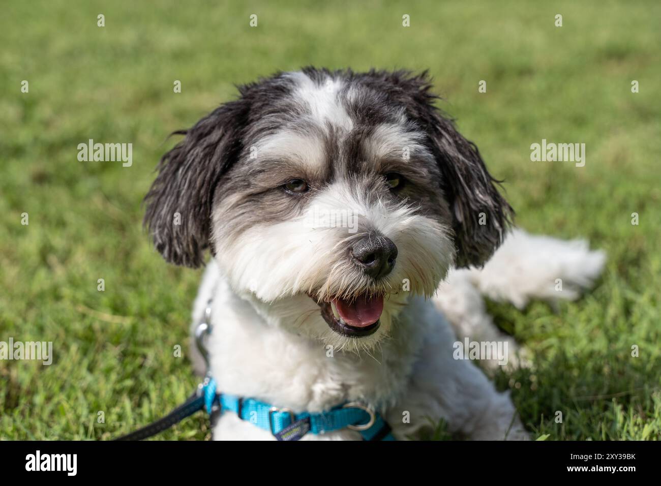 Adorabile ritratto di un cane Havanese bianco e nero. Foto Stock