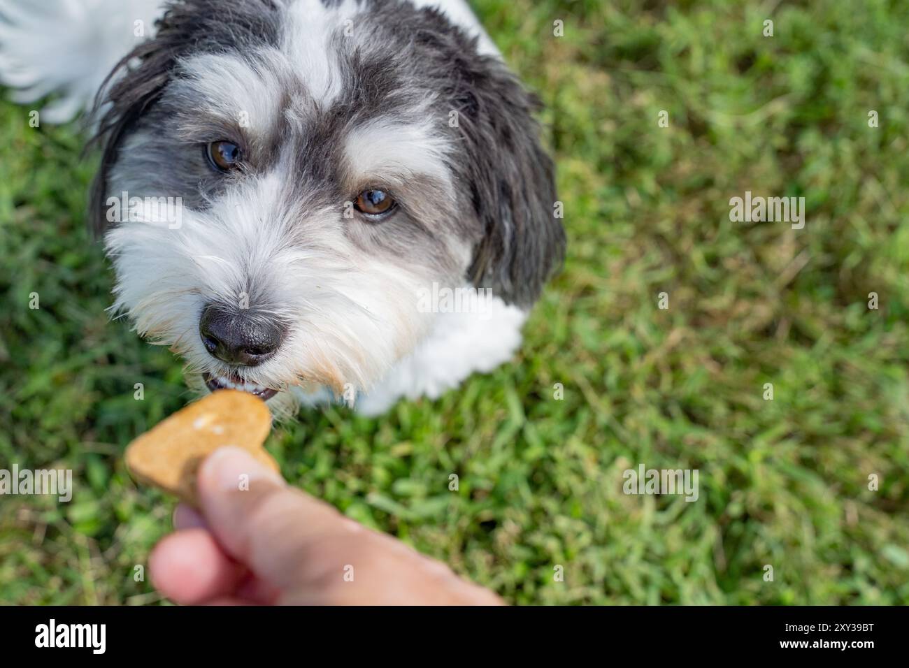Addestrare un cane Havanese bianco e nero utilizzando un biscotto per cani all'aperto. Foto Stock