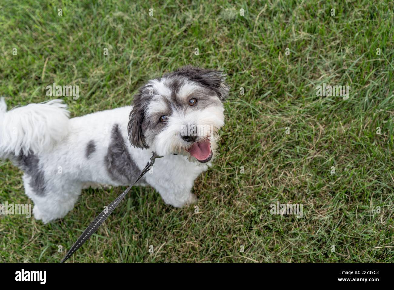 Felice cane Havanese che guarda il proprietario mentre si cammina. Foto Stock
