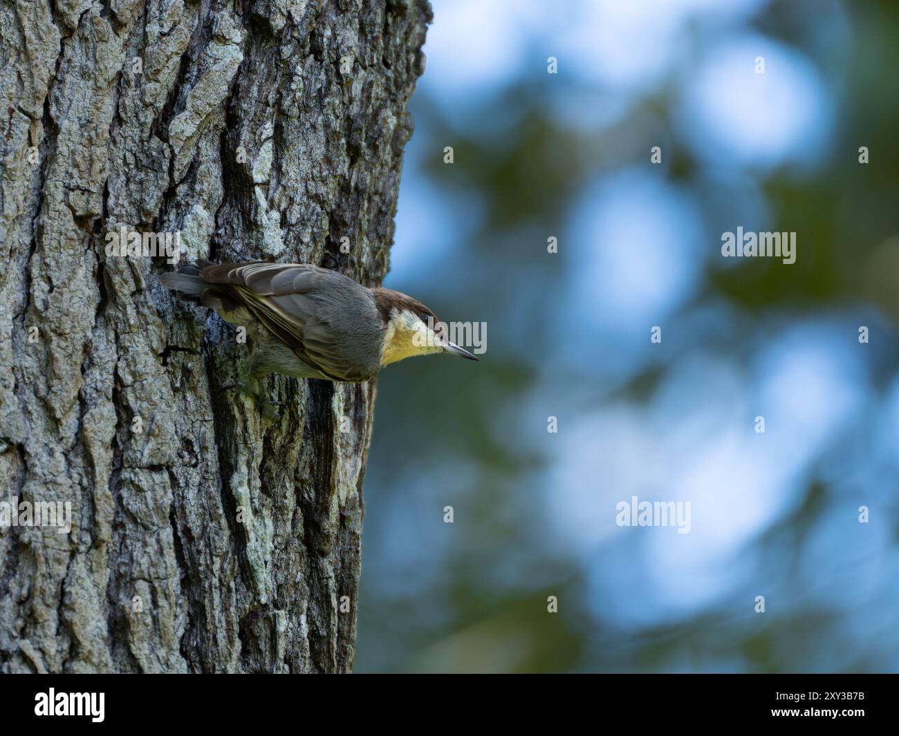 Nuthatch dalla testa marrone sul lato dell'albero Foto Stock