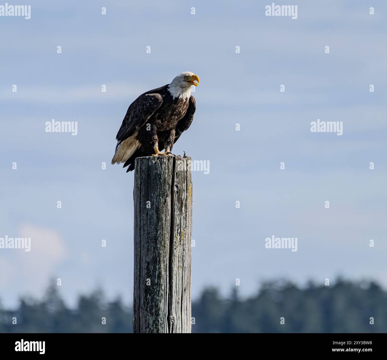 Un'aquila calva (Haliaeetus leucocephalus) strizza su un pelo di legno su Sidney Spit nella riserva del Parco Nazionale delle Isole del Golfo nella Columbia Britannica, in Canada. Foto Stock