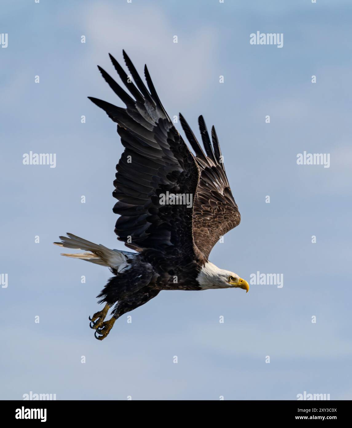 Un'aquila calva (Haliaeetus leucocephalus) vola sopra Sidney Spit nella riserva del Parco Nazionale delle Isole del Golfo nella Columbia Britannica, Canada. Foto Stock