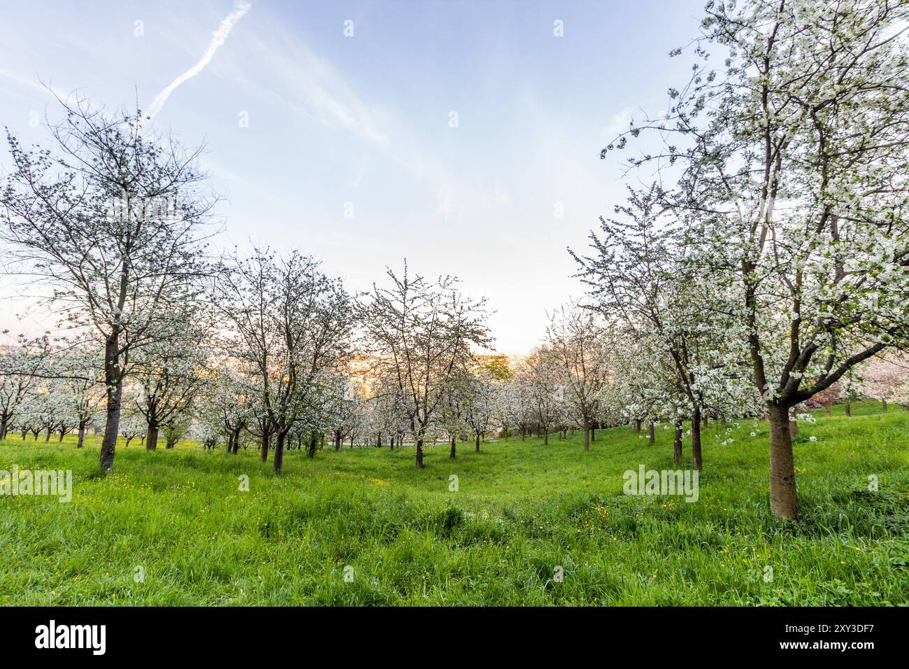 Alberi in fiore sulla collina Petrin a Praga, Repubblica Ceca Foto Stock