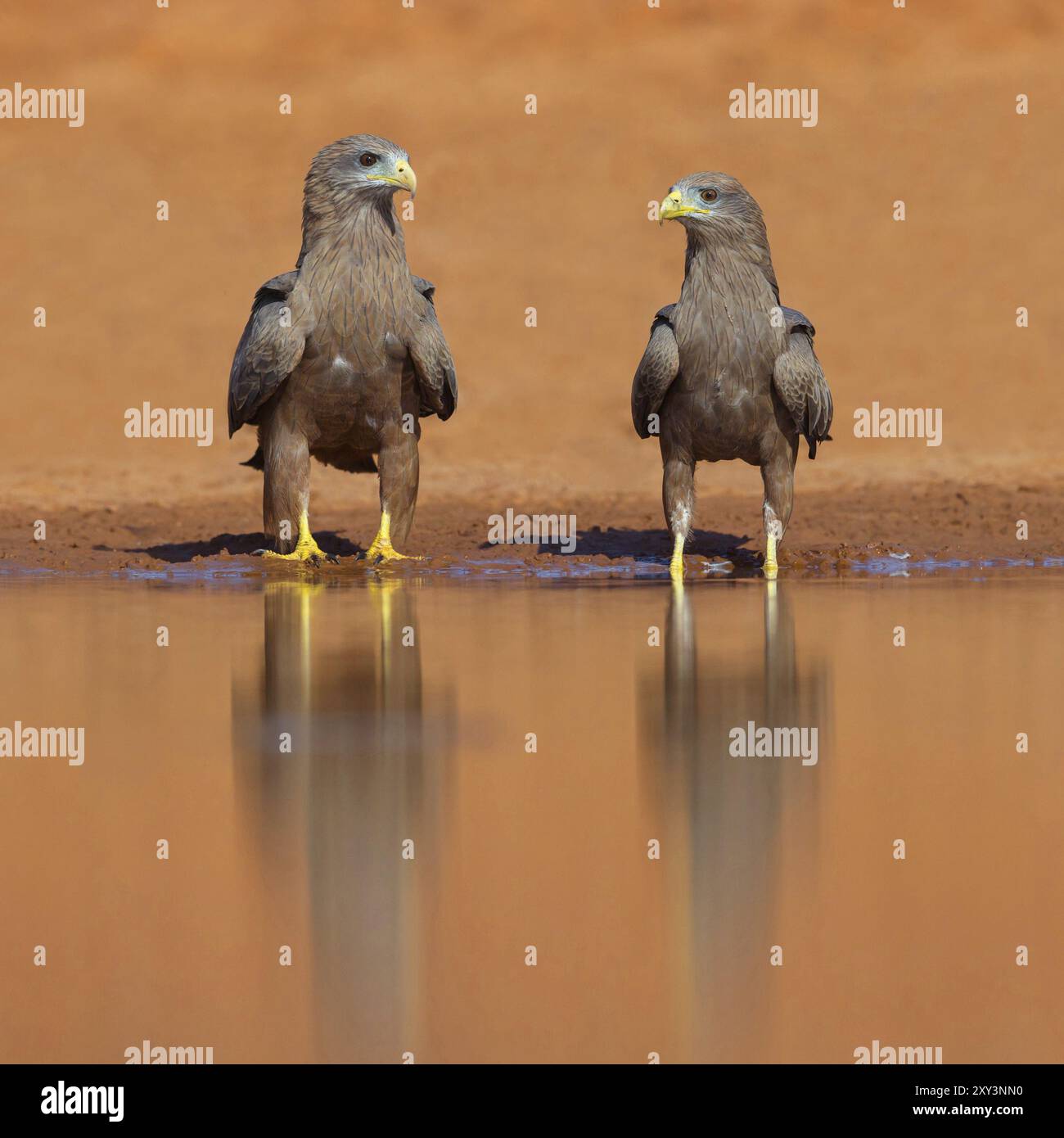Black Kite, (Milvus aegyptius), Morgan Kunda Lodge/strada per Kat, Jajari, North Bank, Gambia, Africa Foto Stock