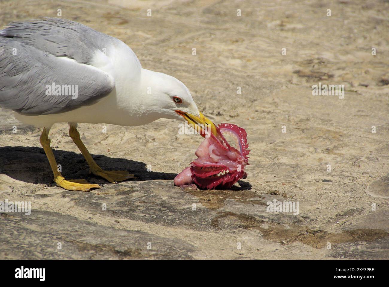 Moewe mit Fisch, gabbiano con i pesci Foto Stock