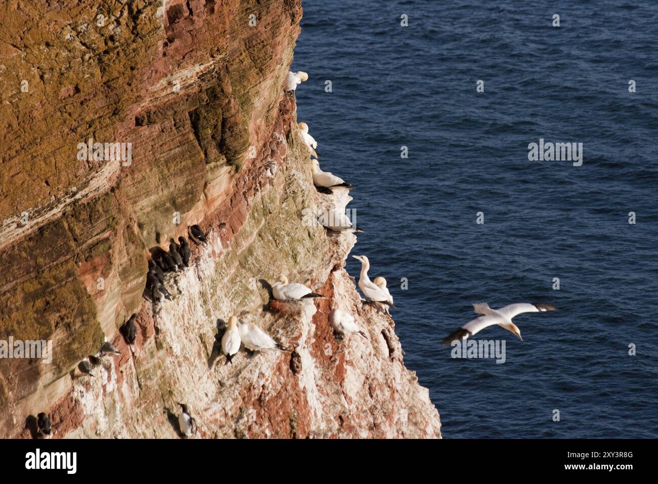 Gannet Foto Stock