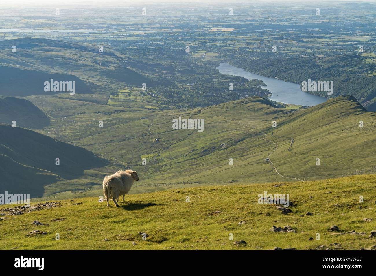 Una pecora che gode della vista da Garnedd Ugain, Snowdonia, Gwynedd, Galles, Regno Unito, guardando a nord verso Llyn Padarn e Llanberis Foto Stock