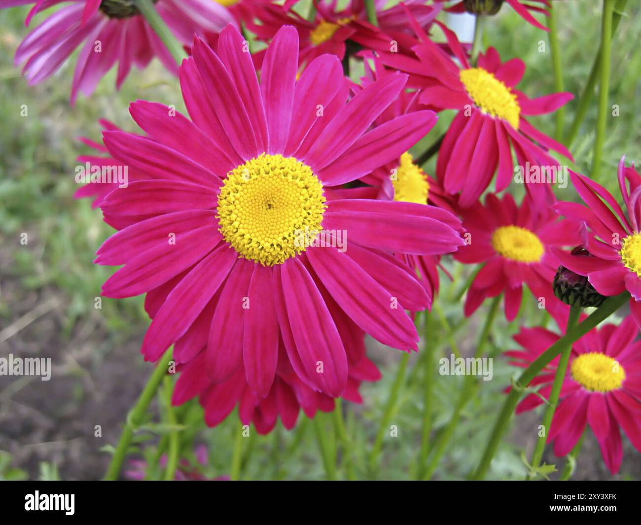 Close-up di un bel colore rosa fiori di piretro Foto Stock