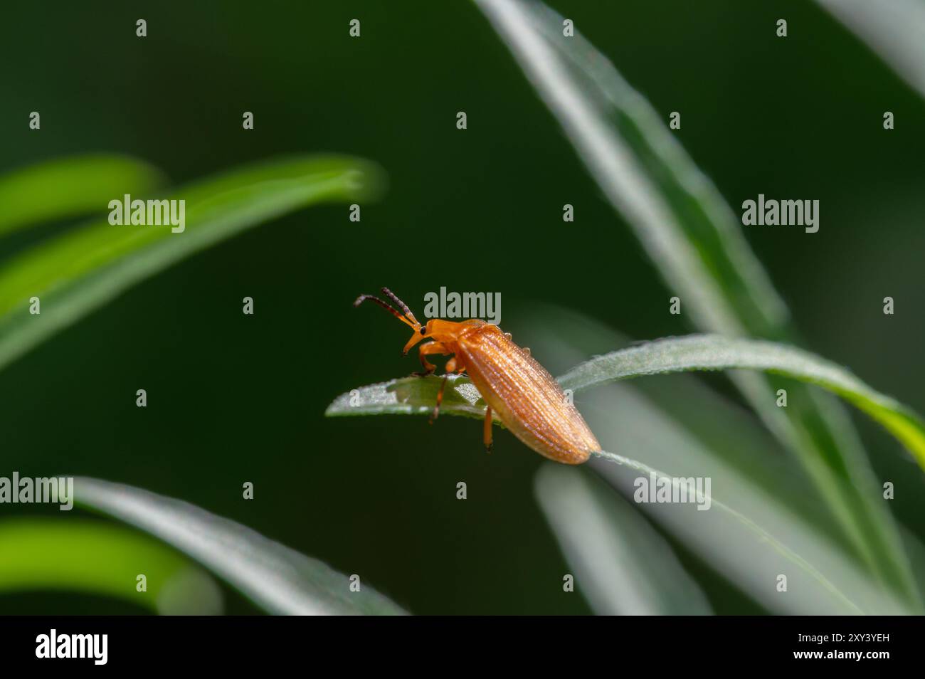 Scarabeo con ali a rete Foto Stock