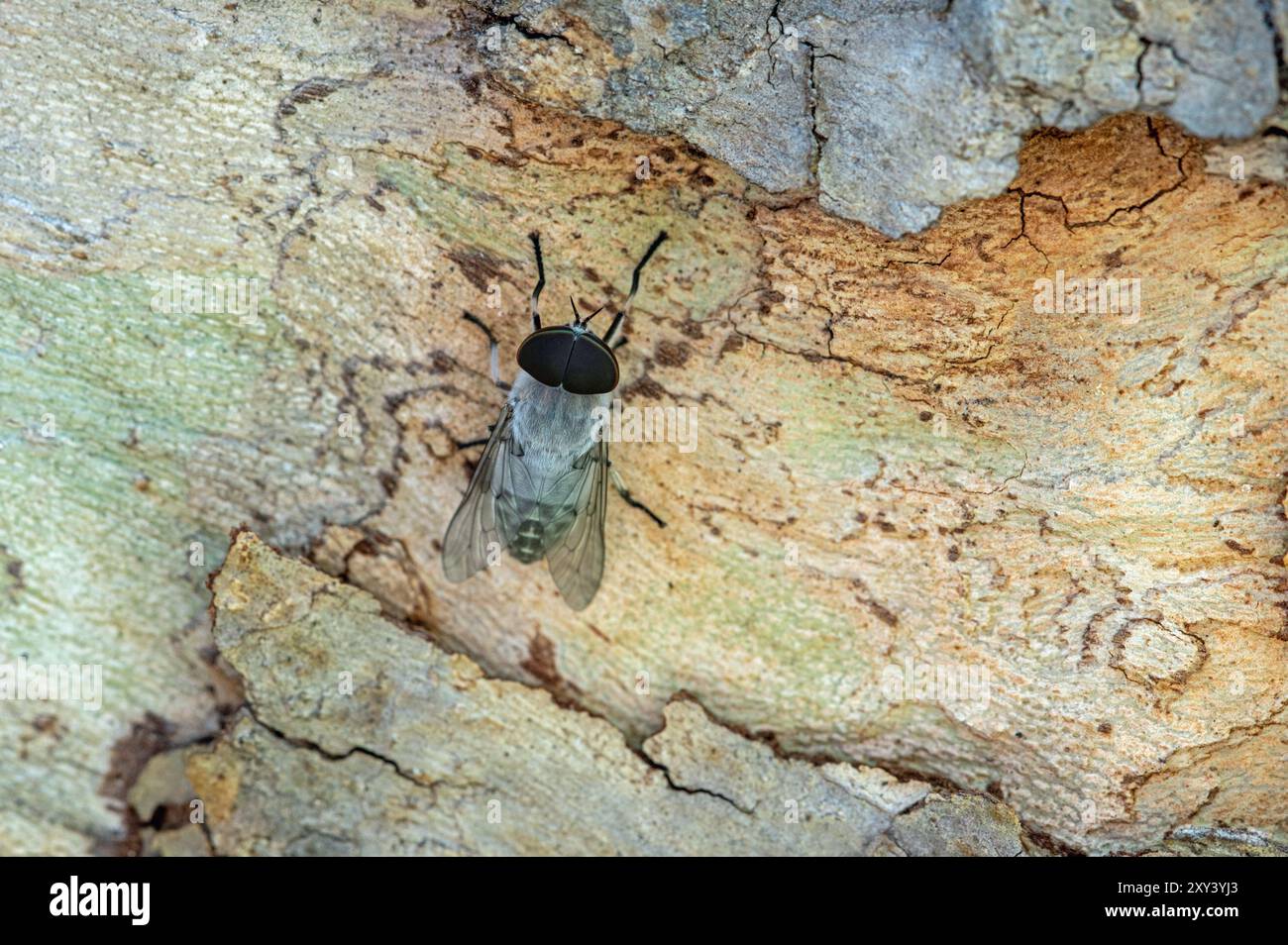 Mosca grigia non identificata con grandi occhi Foto Stock