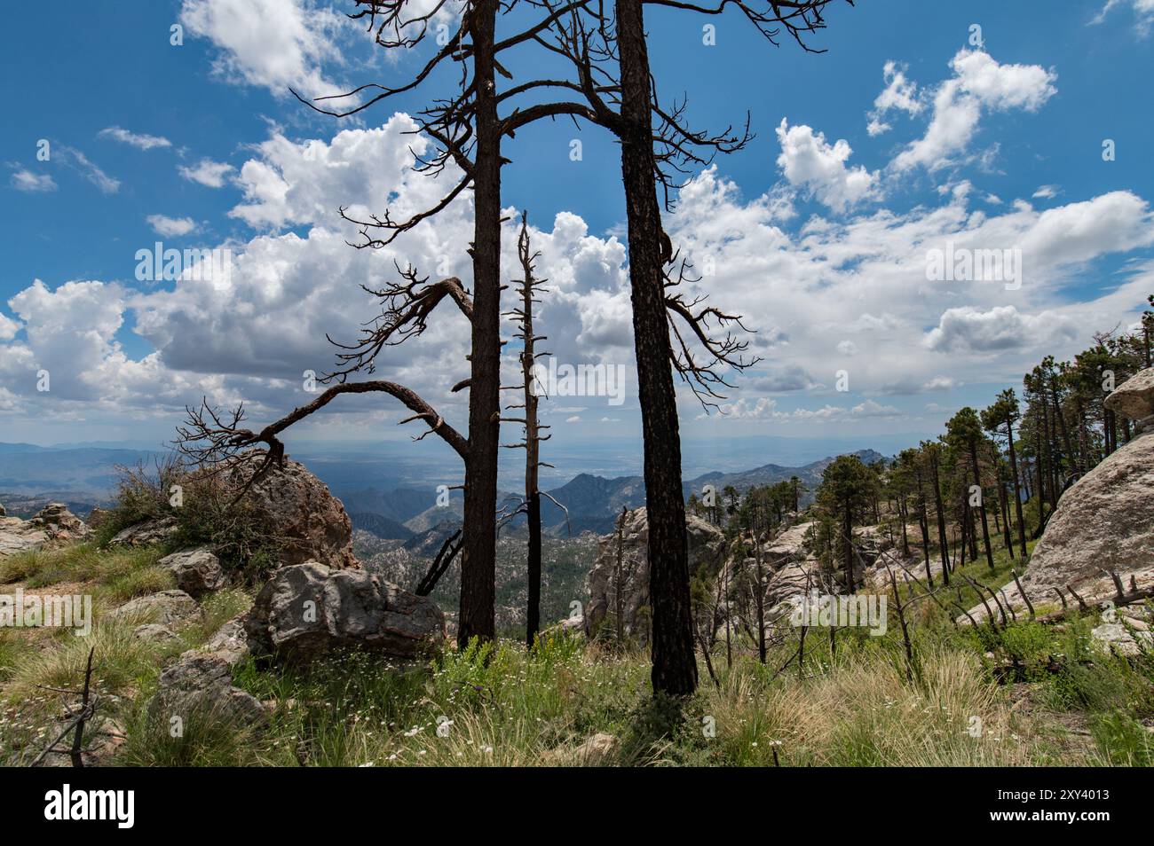 Vista panoramica in una foresta montuosa Foto Stock