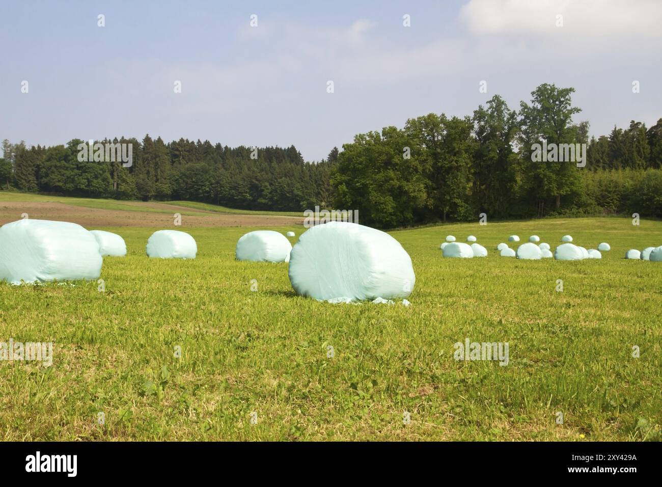 Balle di fieno in sacchetti di plastica su un prato appena tagliato Foto Stock