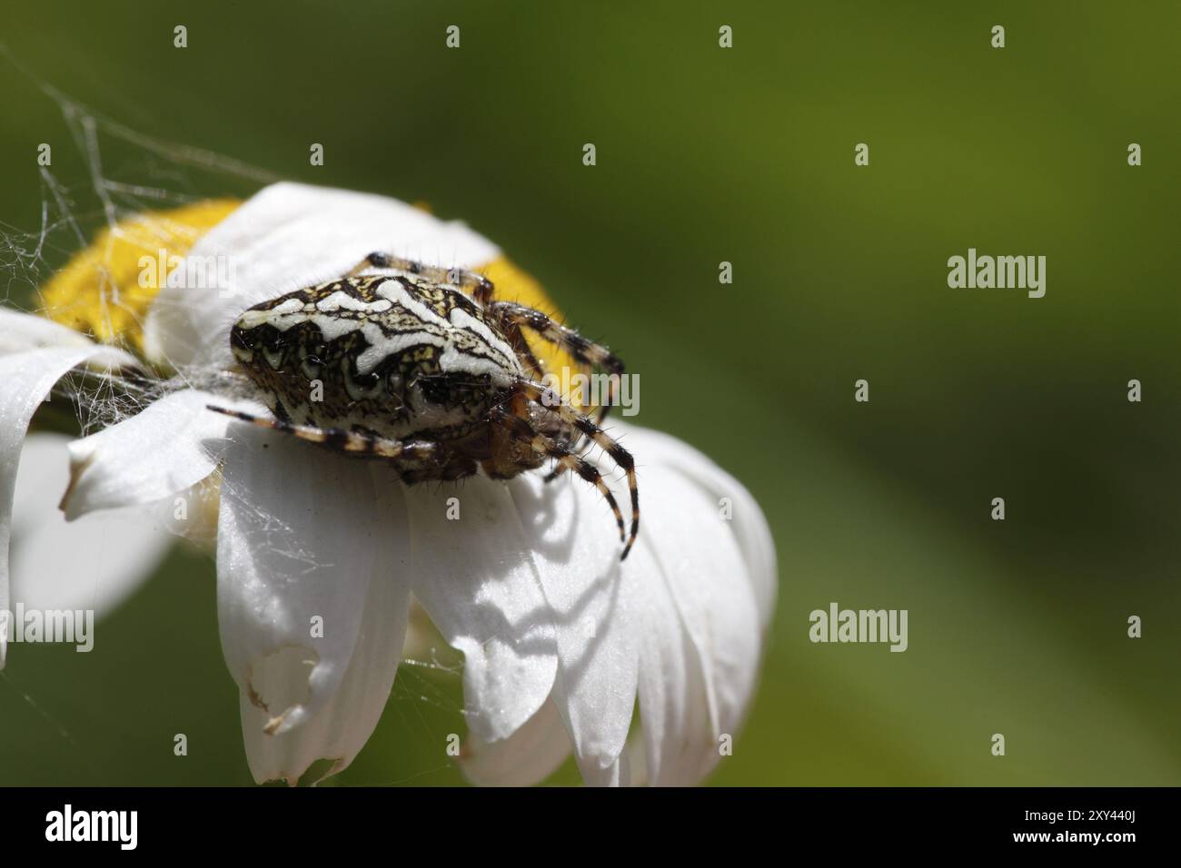 Ragno a foglia di quercia, araneus ceropegius, su un fiore piangente Foto Stock