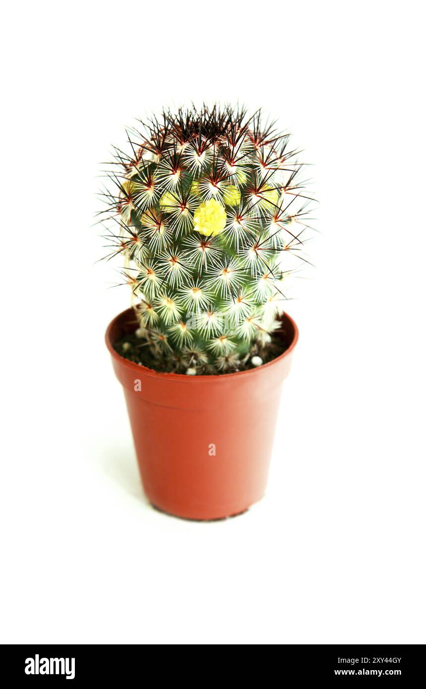 Cactus in fiore in una pentola su sfondo bianco Foto Stock