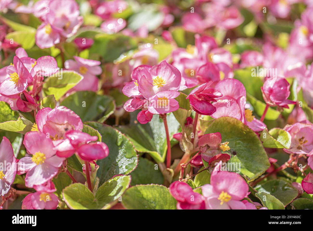 Fiori di papavero rosa in giardino d'estate Foto Stock
