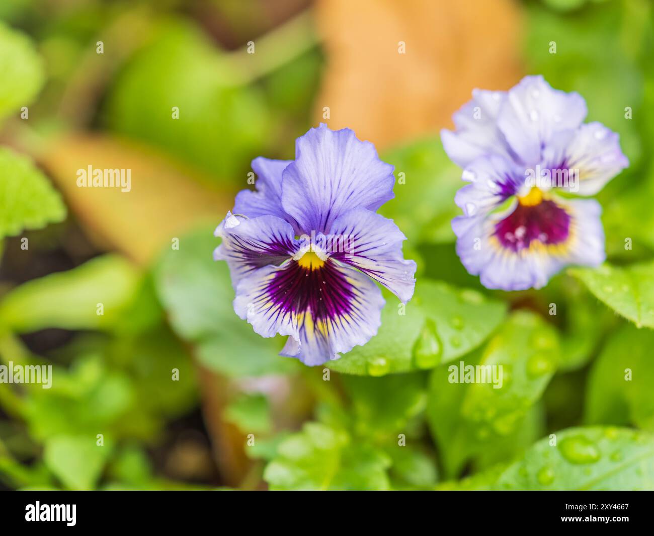 Heartsease o Viola tricolore, Johnny Jump Up, Yellow Pansy, Heart's Ease, Heart's Delight, solletico-mio-fantasia, Jack-jump-up-and-Kiss-me, vieni-e-coccola- Foto Stock