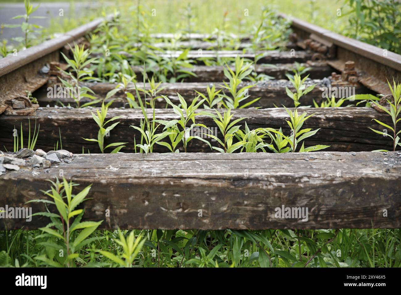 Binario ferroviario, primo piano Foto Stock