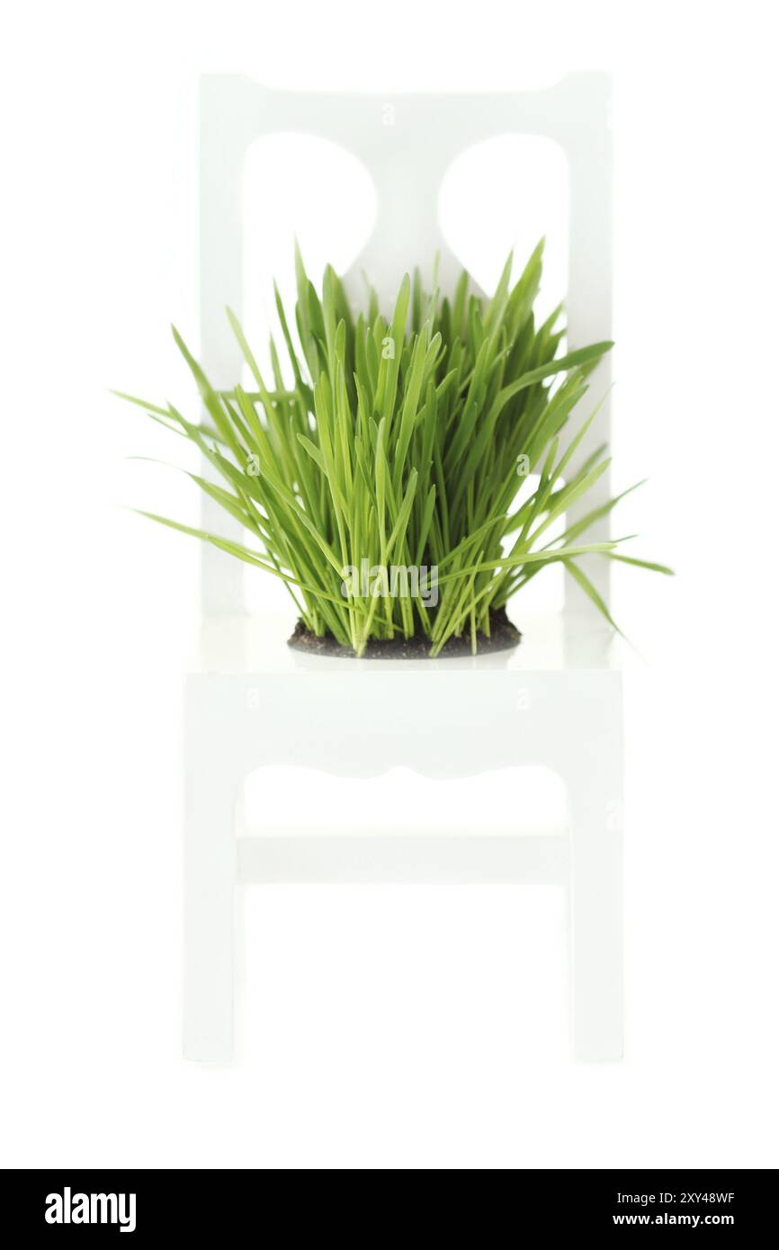 L'erba verde cresce su una sedia in legno con sfondo bianco Foto Stock