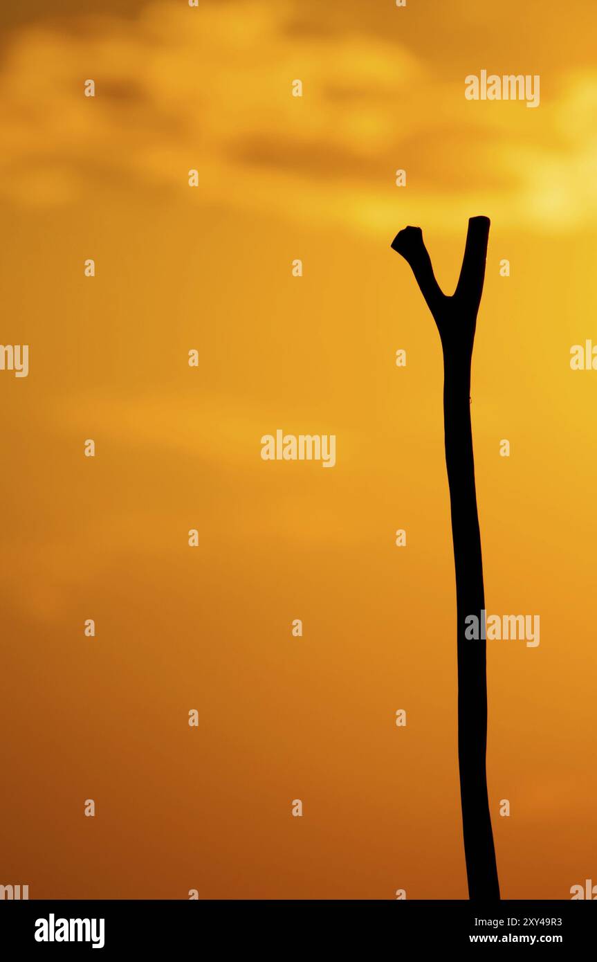 La parte superiore del bastone di legno, o palo, utilizzato da un poler nel delta dell'Okovango per spingere la barca in avanti, è ambientata come silhouette contro il rosso Foto Stock