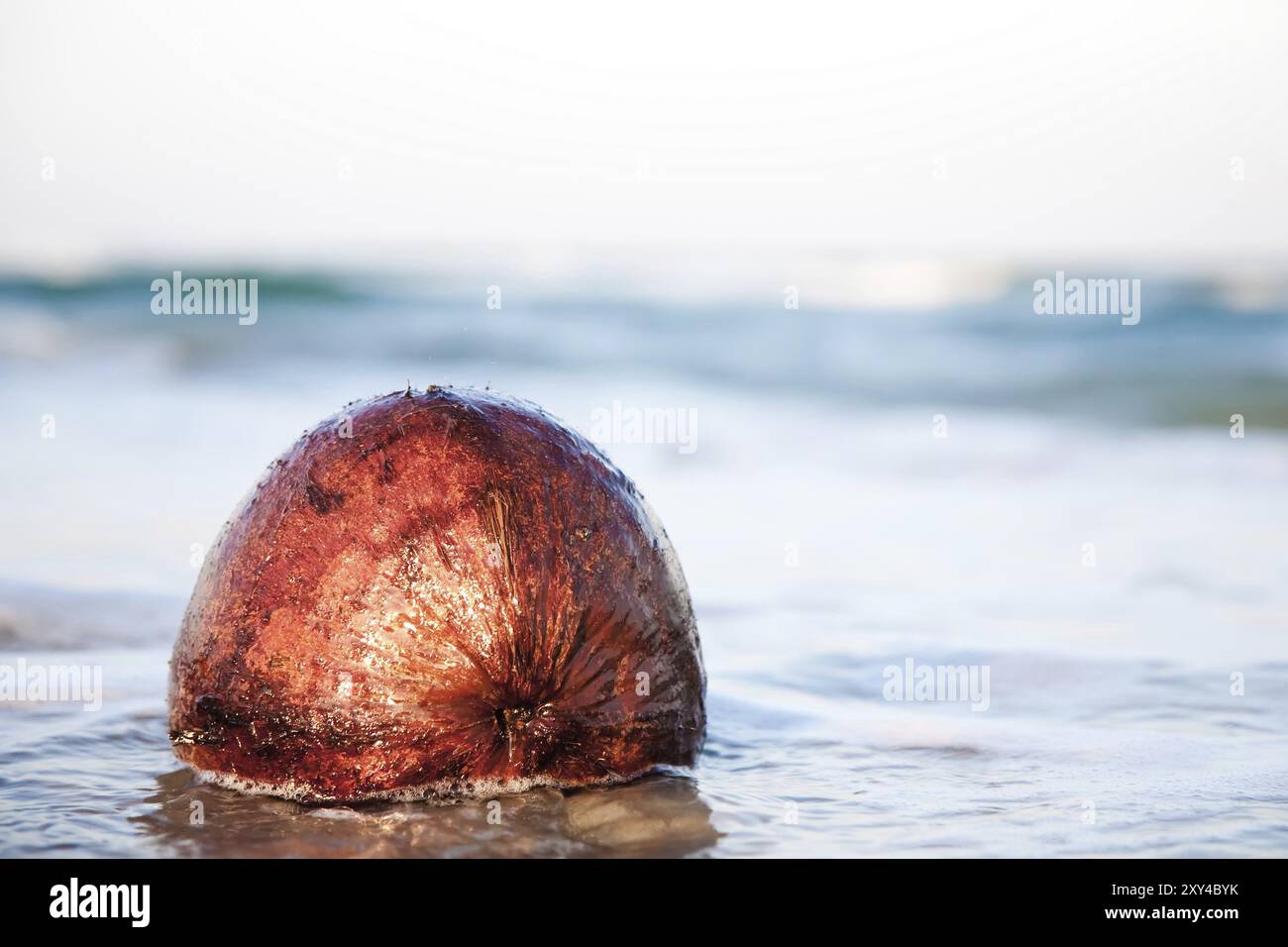 Vecchia noce di cocco che giace sull'acqua del mare. Collezione da viaggio Foto Stock