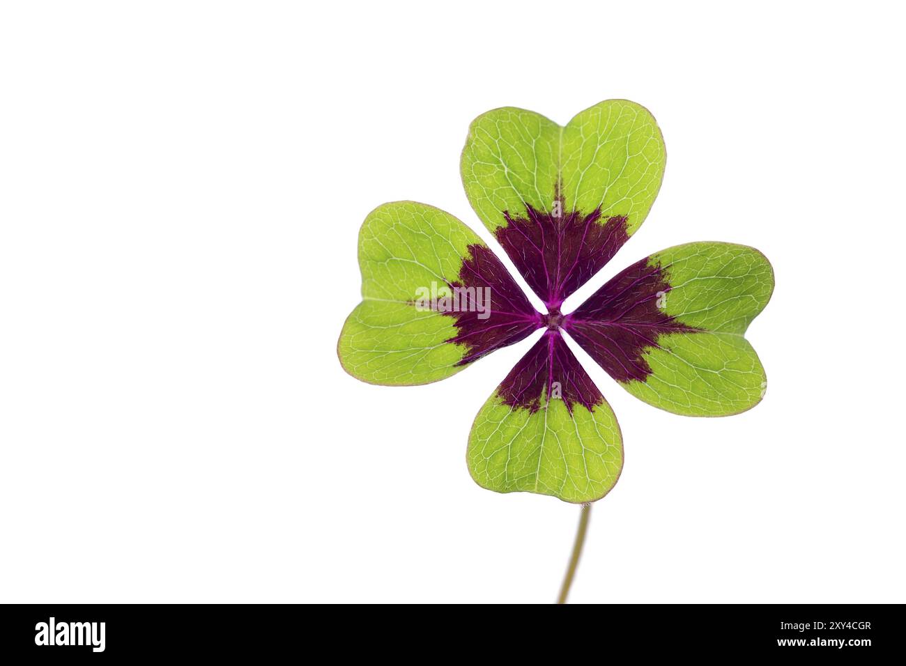 Il Trifoglio con quattro foglie isolati su sfondo bianco Foto Stock