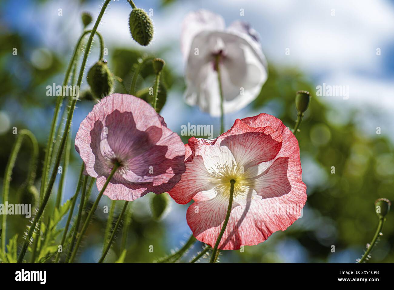 Fiori di papavero colorati in un cortile in estate Foto Stock