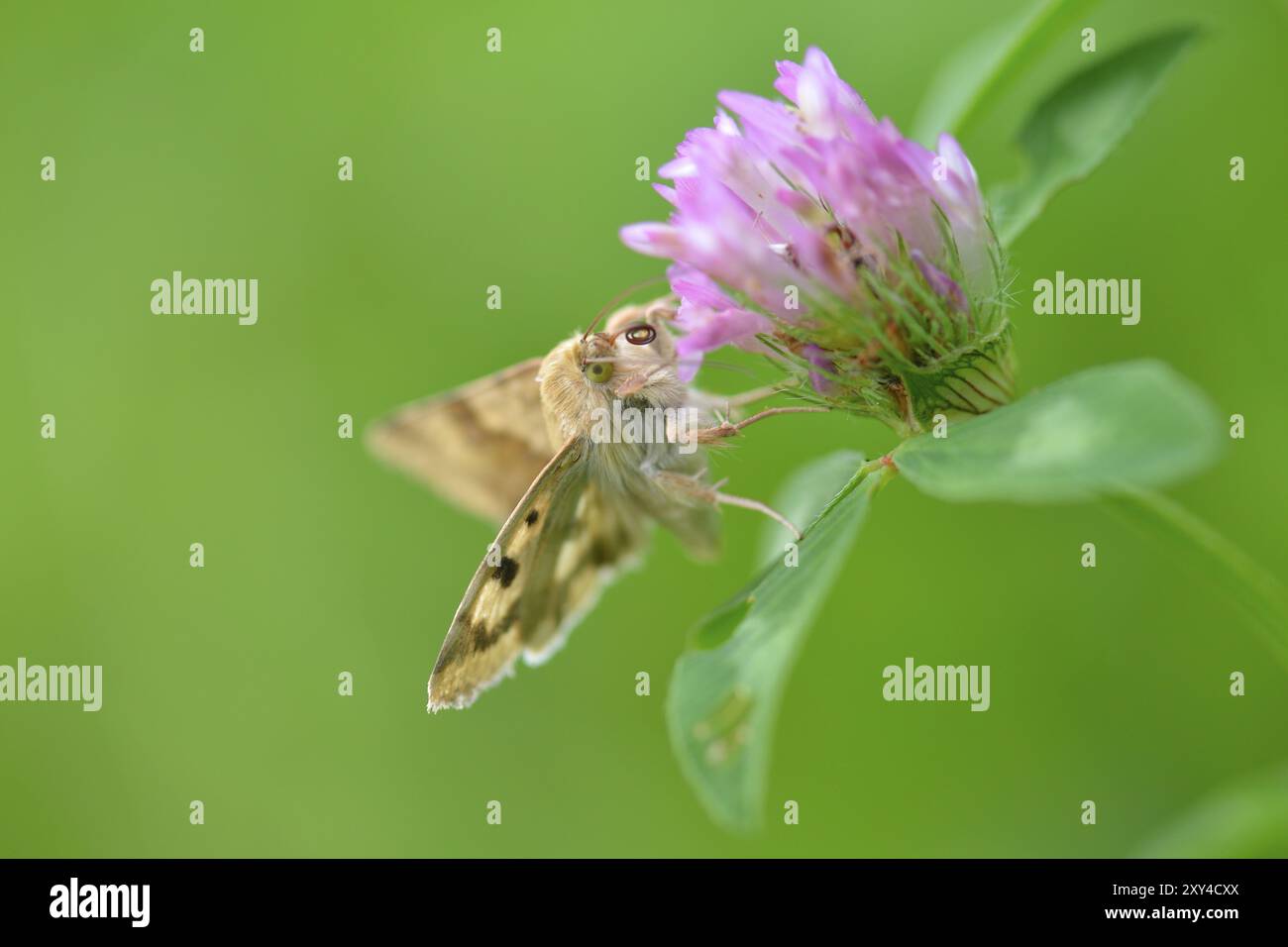 Trifoglio marmorizzato su un fiore, gufo del sole cardato su trifoglio rosso Foto Stock