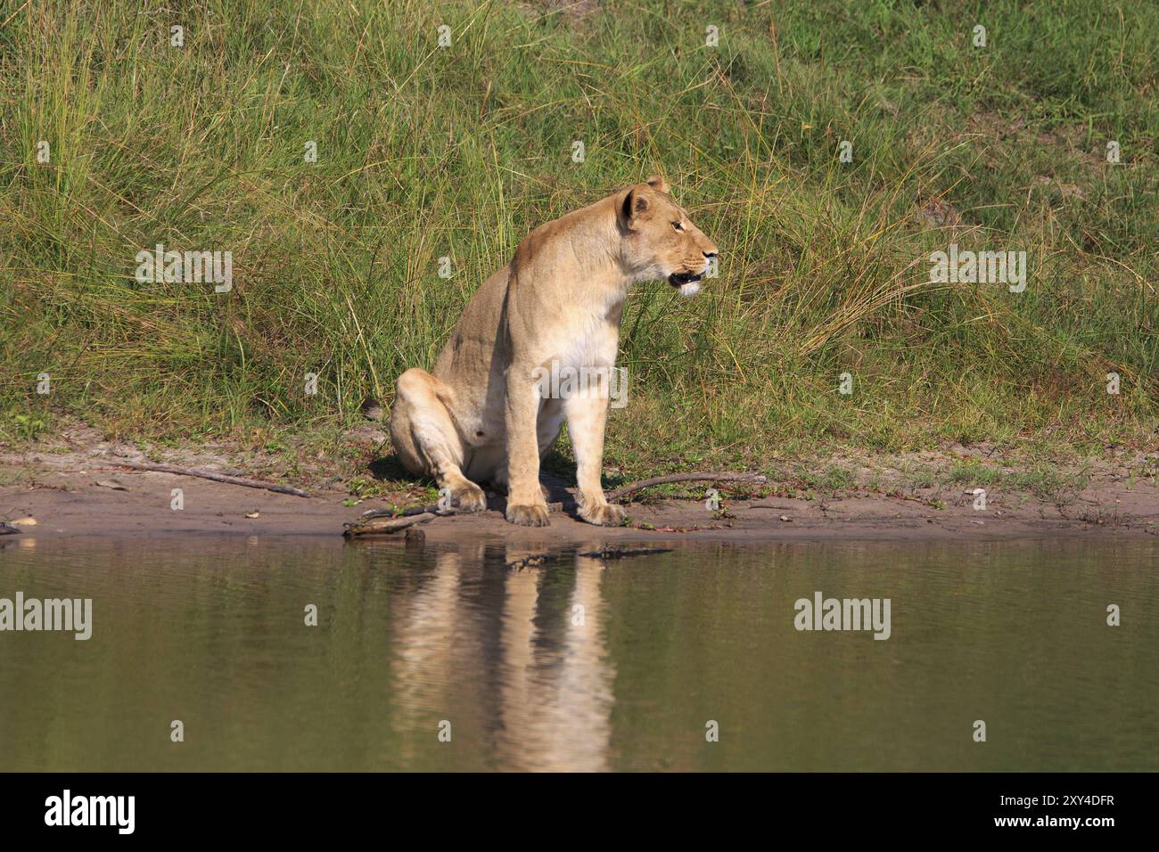 Leonessa nel Parco Nazionale del Chobe in Botswana Foto Stock