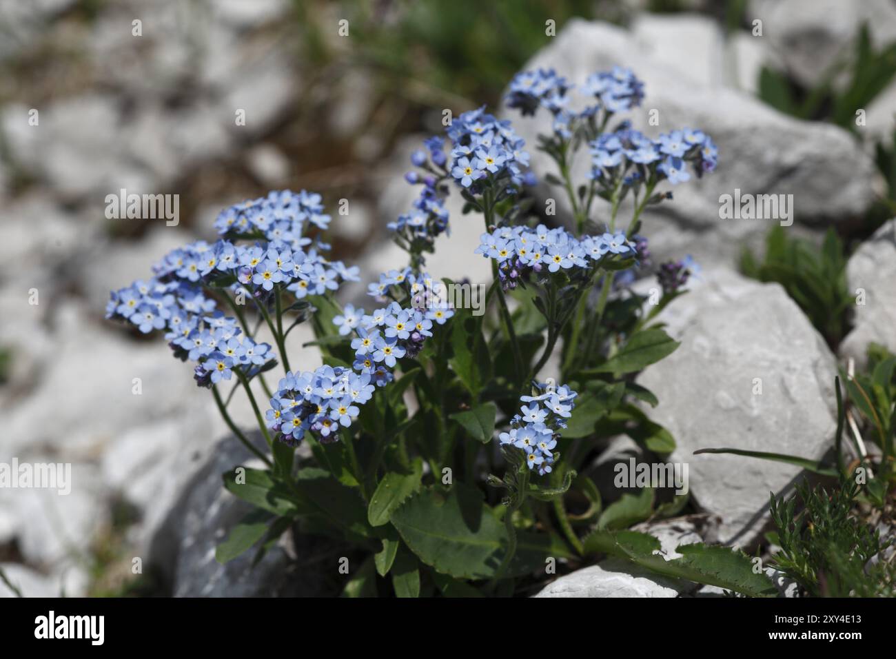 Alpine Forget-me-Not, Myosotis alpestris Foto Stock