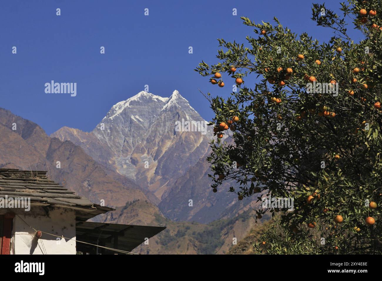 Scena a Tatopani, Annapurna Conservation area, Nepal. Ramo con i mandarini. Vista a distanza del monte Nilgiri Foto Stock