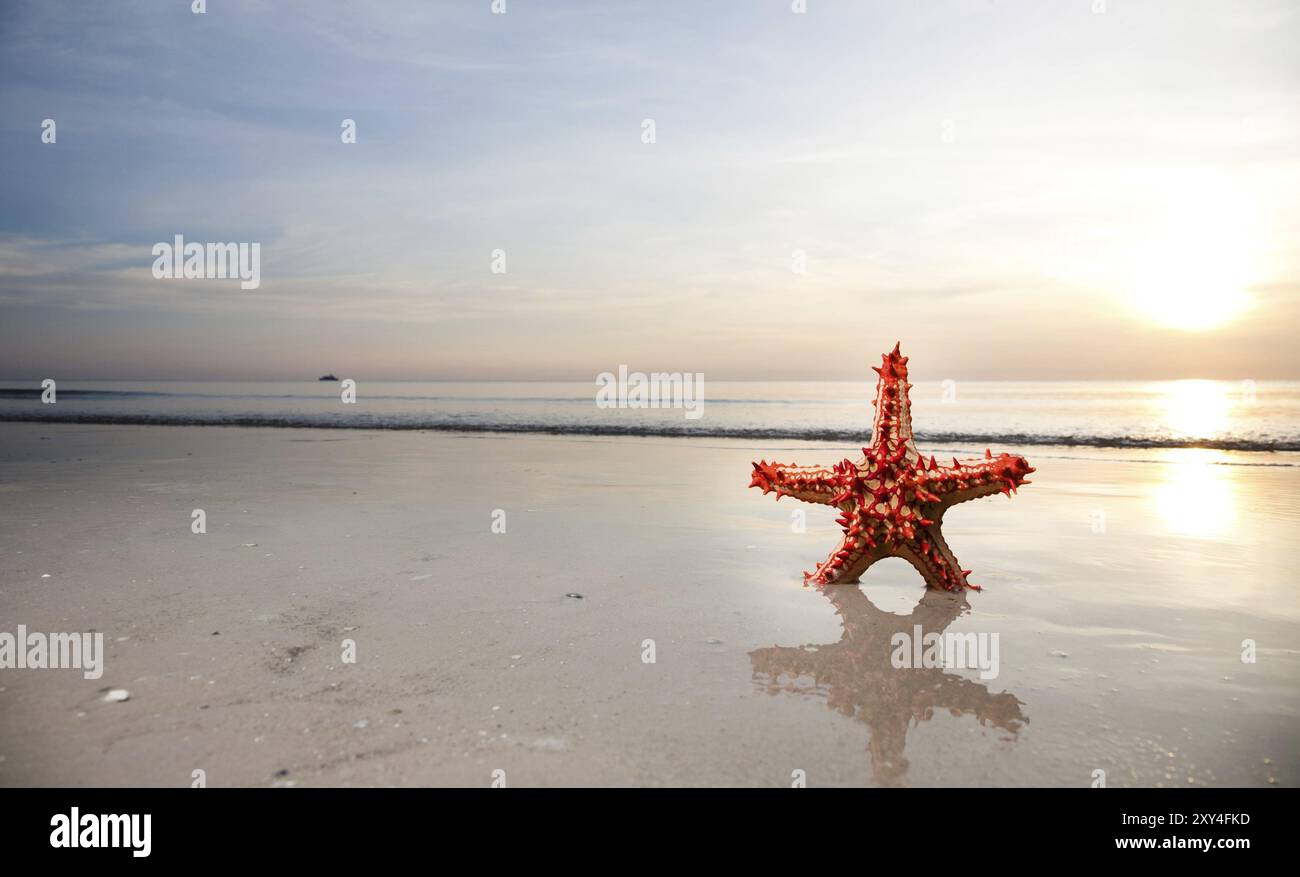 Stelle marine sul lungomare. Collezione da viaggio Foto Stock