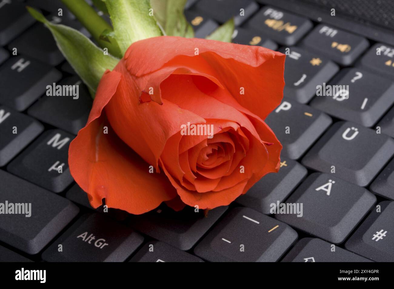 Red rose on laptop computer immagini e fotografie stock ad alta risoluzione  - Alamy
