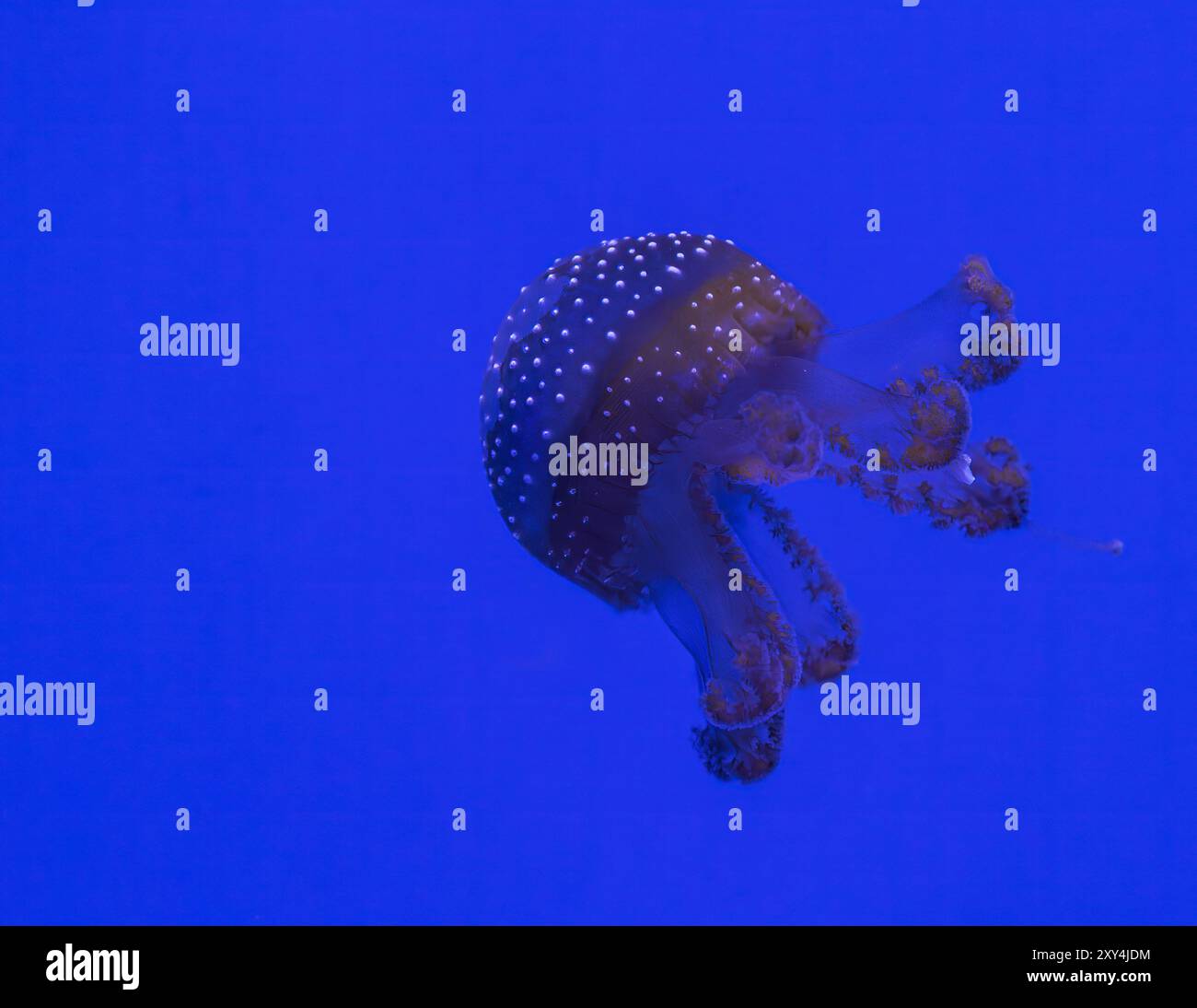 Meduse maculate bianche [ Phyllorhiza punctata ] nel National Marine Aquarium, Plymouth Regno Unito Foto Stock