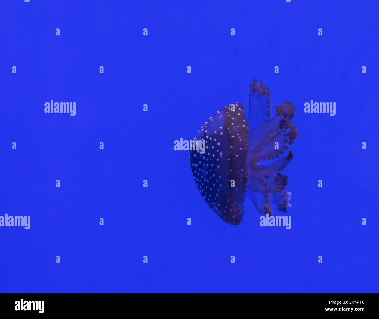 Meduse maculate bianche [ Phyllorhiza punctata ] nel National Marine Aquarium, Plymouth Regno Unito Foto Stock